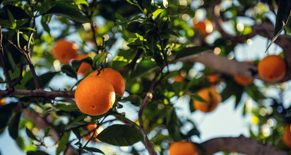 Bright Citrus Groves That Capture the Essence