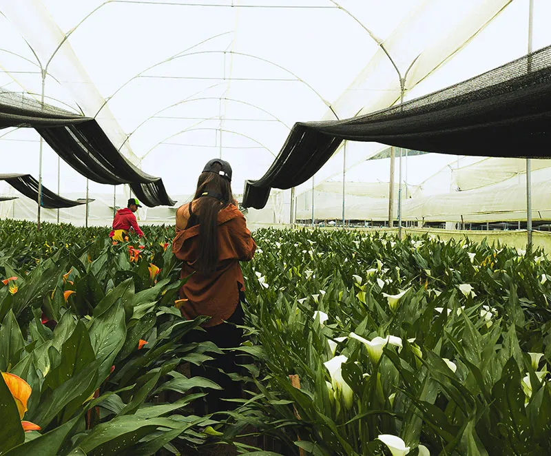 The Farmers Sentiment Darkens Hopes Fade