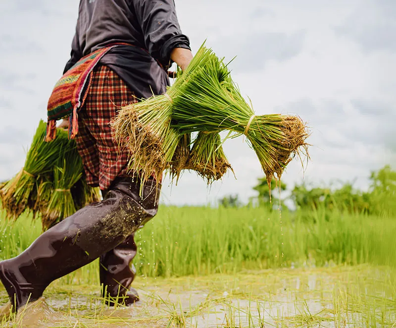 Farmer prepares fresh rice bundles for harvest
