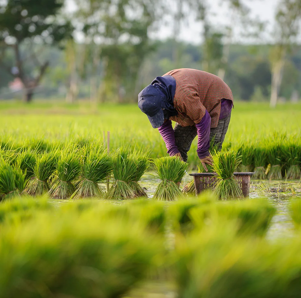 Rooted in Growth: Nurturing the Future of Agriculture