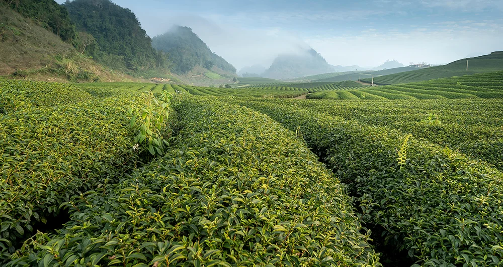 Exploring the Misty Green Fields of Northern