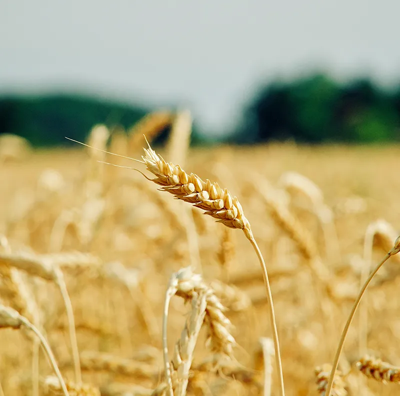 Breaking Down Barriers to Crop Agricultural Products