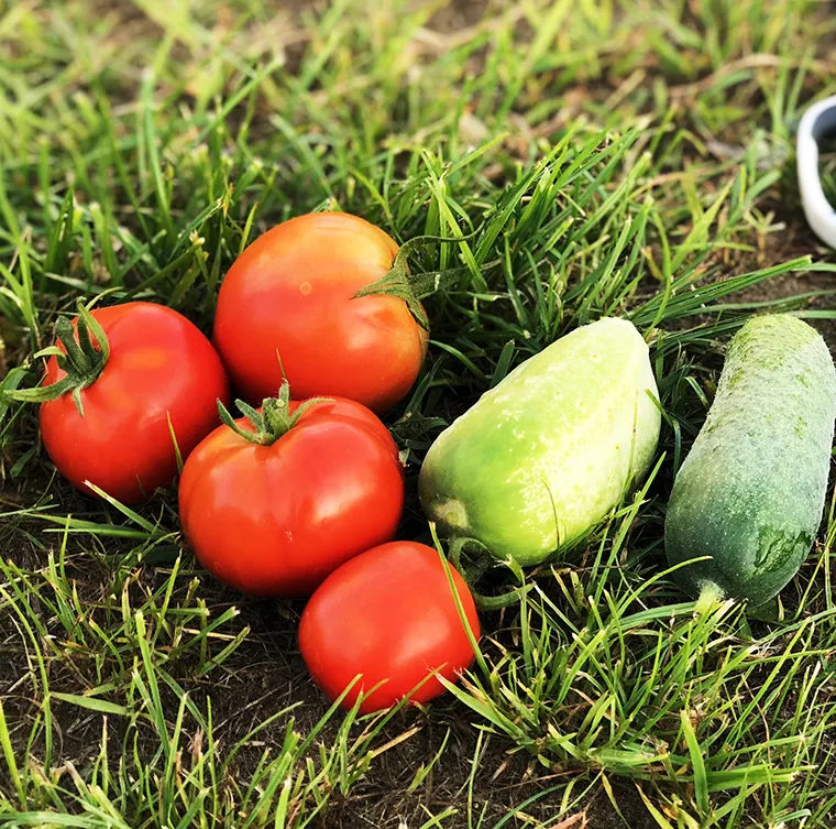 Fresh Harvest: Growing Quality from the Ground Up