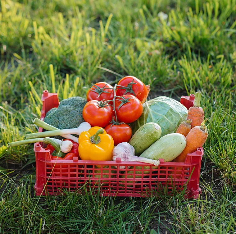 Sustainable Farming: Feeding the Future Responsibly